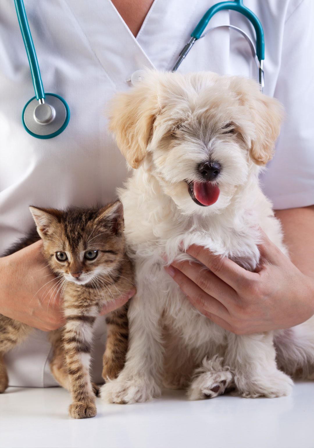 A gentle checkup at Animalia by Dr. Abrar